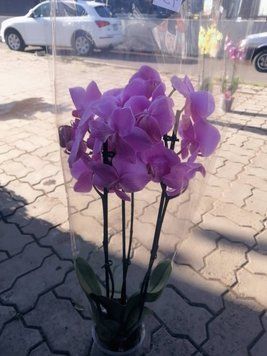 Орхідея фіолетова orkhideia-fioletova фото