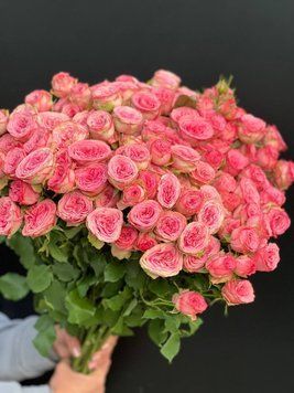 Піоновидна кущикова троянда  265 фото