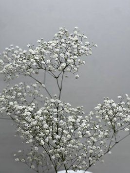 Гілочка Гіпсофілії 203 фото