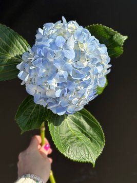 Гортензія світло синя hortenziia-synia фото