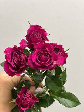 Троянда  Спрей Кущик  223 фото
