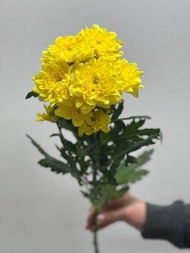 Хризантема  227 фото